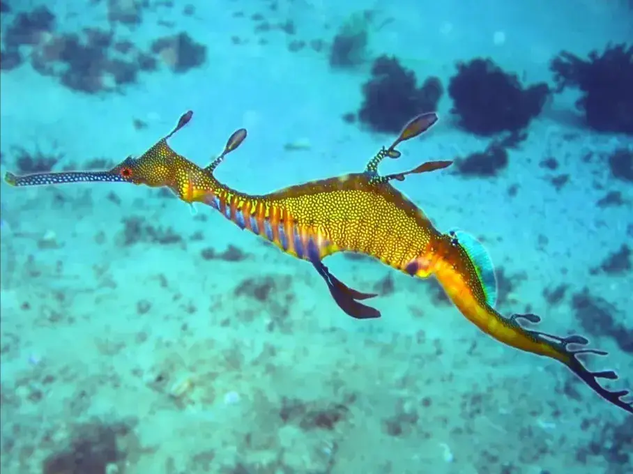 Un dragon de mer 