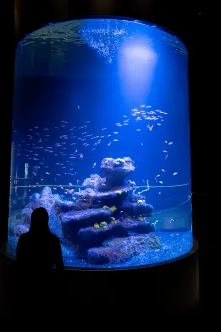 Une silhouette devant une colonne d'eau pleine de petits poissons