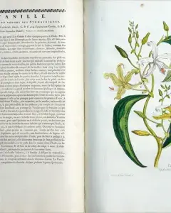 Exposition - Végétal. Balade botanique dans les collections patrimoniales