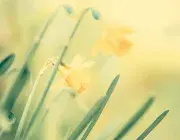 Des fleurs en gros plan.