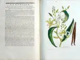 Exposition - Végétal. Balade botanique dans les collections patrimoniales
